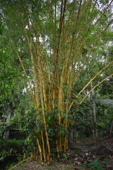 Bambusa vulgaris