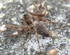 Oxyopes scalaris