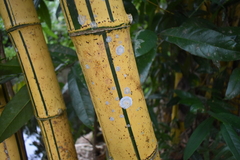 Bambusa vulgaris