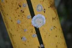 Bambusa vulgaris