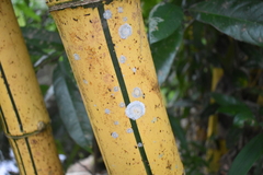 Bambusa vulgaris