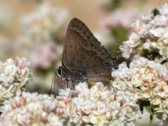 Satyrium saepium
