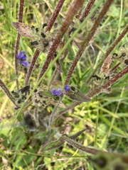 Campanula cervicaria