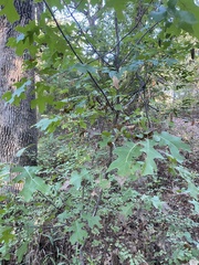 Quercus buckleyi