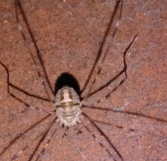 Dicranopalpus