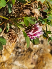 Trifolium wormskioldii