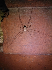 Dicranopalpus