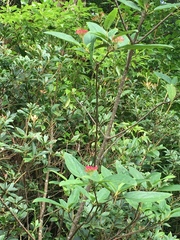 Viburnum urceolatum