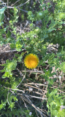 Grindelia nuda