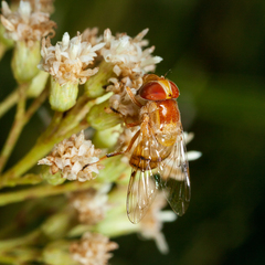 Copestylum sexmaculatum