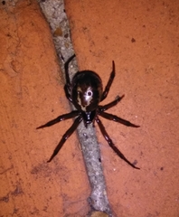 Steatoda