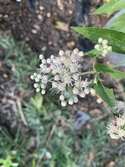 Eupatorium serotinum