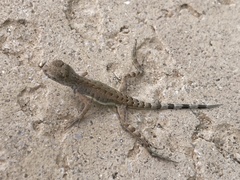 Callisaurus draconoides