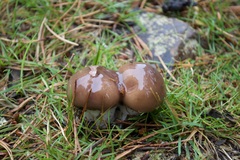 Suillus luteus
