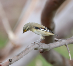 Pardalotus striatus
