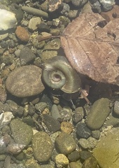 Planorbella trivolvis