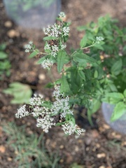 Eupatorium serotinum