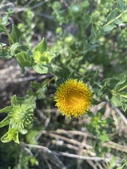 Grindelia nuda
