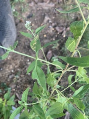 Eupatorium serotinum