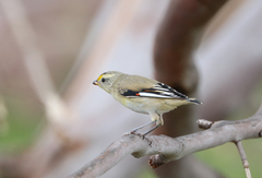 Pardalotus striatus