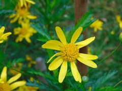 Euryops chrysanthemoides