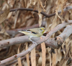 Pardalotus striatus