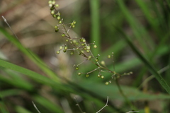 Lomandra laxa
