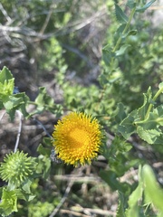 Grindelia nuda