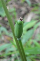 Xanthosoma robustum