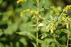 Botryosphaeria dothidea