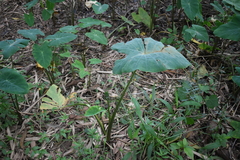 Xanthosoma robustum
