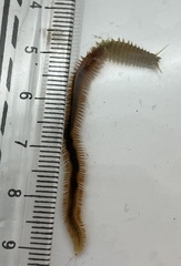 Alitta grandis