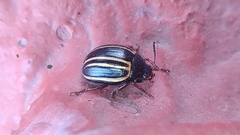 Doryphorina