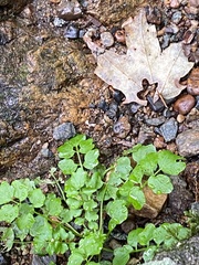 Cardamine pensylvanica