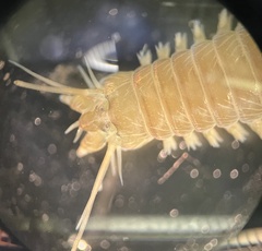 Alitta grandis