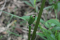 Xanthosoma robustum