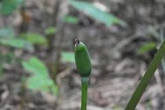 Xanthosoma robustum