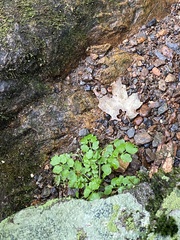Cardamine pensylvanica