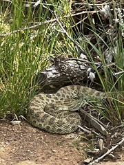 Crotalus viridis