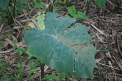 Xanthosoma robustum