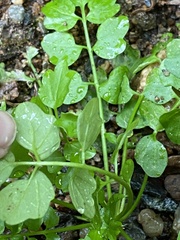 Cardamine pensylvanica