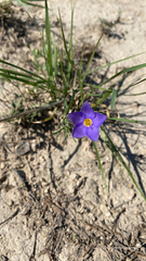 Giliastrum rigidulum