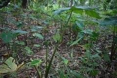 Xanthosoma robustum