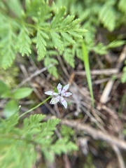 Wurmbea dioica