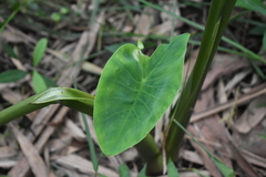 Xanthosoma robustum
