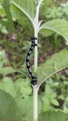 Acronyctodes mexicanaria