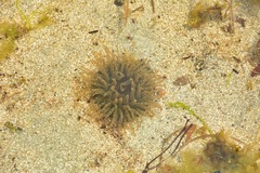 Anthopleura artemisia