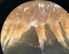 Alitta grandis