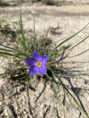 Giliastrum rigidulum