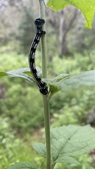 Acronyctodes mexicanaria